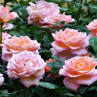 Timeline: A Rose for Emily