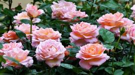 Timeline: A Rose for Emily