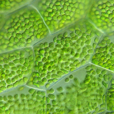 Timeline: La Célula