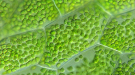 Timeline: La Célula