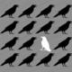 White crow
