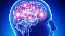 Timeline: Neuroplasticidad