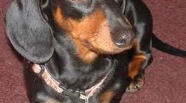 Timeline: Got two miniature dashshunds