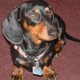 Miniature dachshund