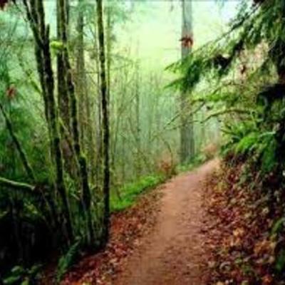 Timeline: The Body in the Woods