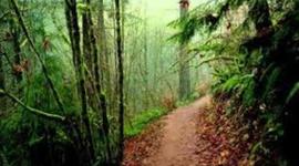 Timeline: The Body in the Woods