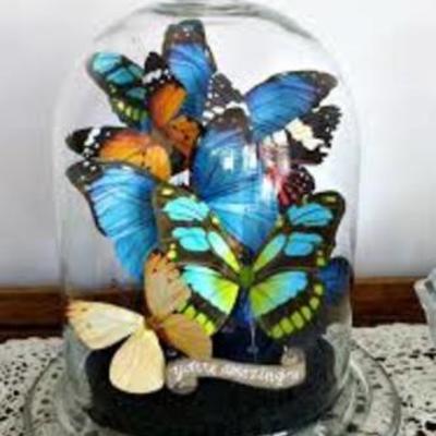 Timeline: In the Time of Butterflies by Julia Alvarez