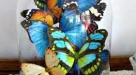 Timeline: In the Time of Butterflies by Julia Alvarez