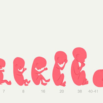 Timeline: PERIODO FETAL