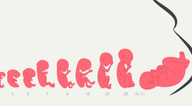 Timeline: PERIODO FETAL