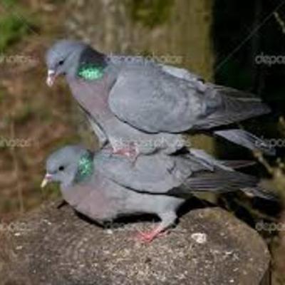 Timeline: Historia de la humanidad