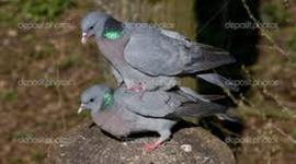 Timeline: Historia de la humanidad