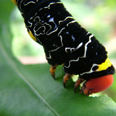 Timeline: Very Hungry Caterpillar