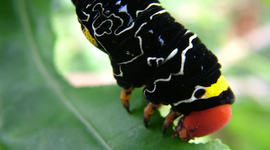 Timeline: Very Hungry Caterpillar