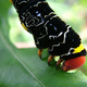 Caterpillar