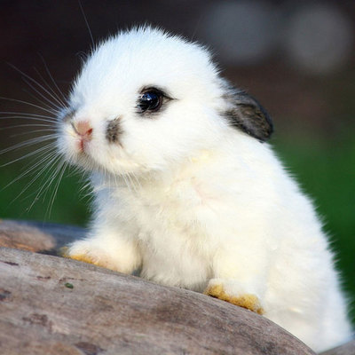 Timeline: Middle Ages