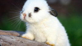 Timeline: Middle Ages