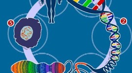 Timeline: HISTORIA DE LA GENÉTICA