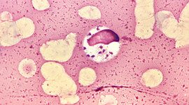 Timeline: Las Teorías Del Inicio