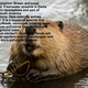 Beaverinfo
