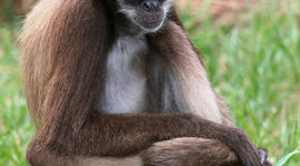 Timeline: Federal Insecticide, fungicide, and Rodenticide Act (1910)