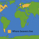 Beaver map