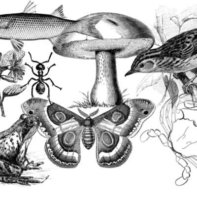 Timeline: Historia de la taxonomía