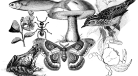 Timeline: Historia de la taxonomía