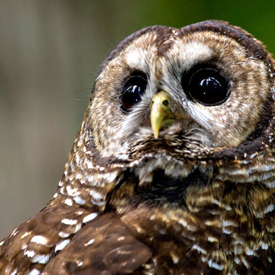 Timeline: Northern Spotted Owl