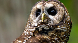 Timeline: Northern Spotted Owl