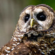 Spotted owl animal kid.com