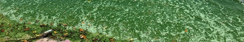 Bullsugar_algae-ocean_800.jpg