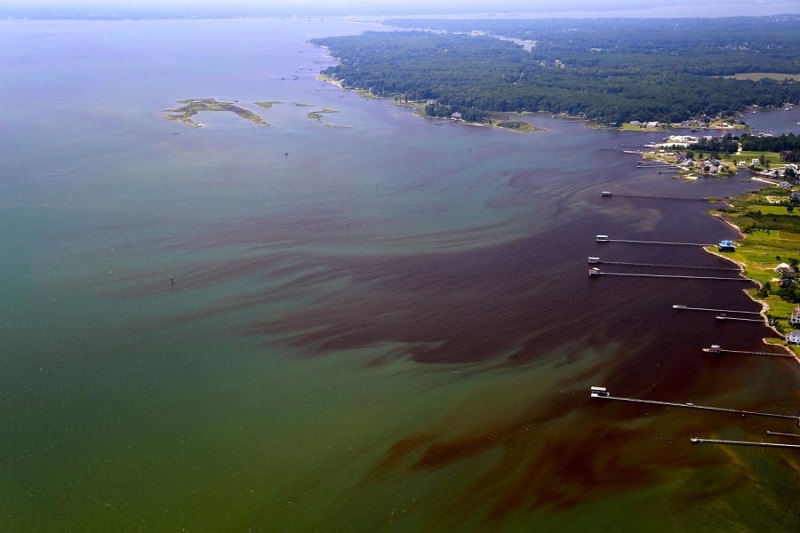 Florida waters are showing signs stress that led to dead zones on the Chesapeake