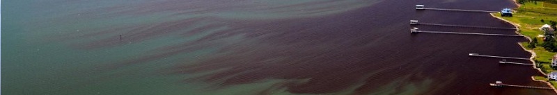 Florida's coastal waters share conditions that produced Chesapeake Bay dead zones
