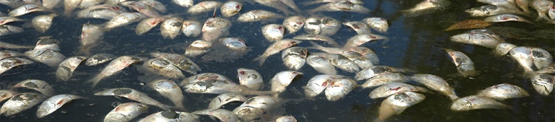 Dead zones and hypoxia are taking a massive toll on Chesapeake Bay fisheries