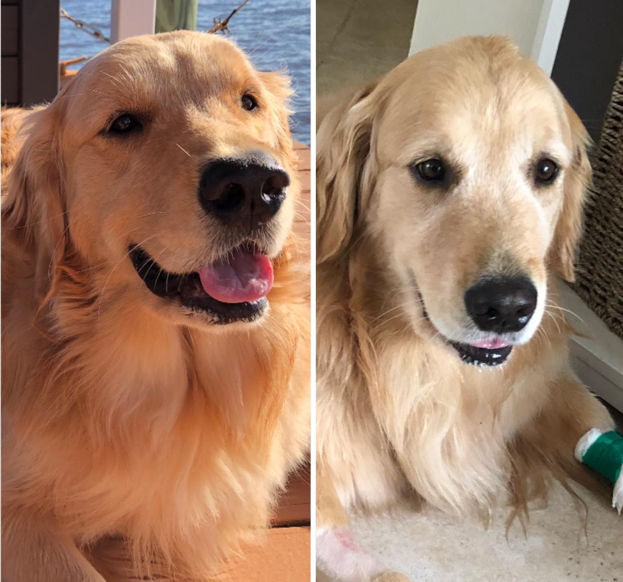 Costa survived toxic algae poisoning, but her owners say she aged in a week