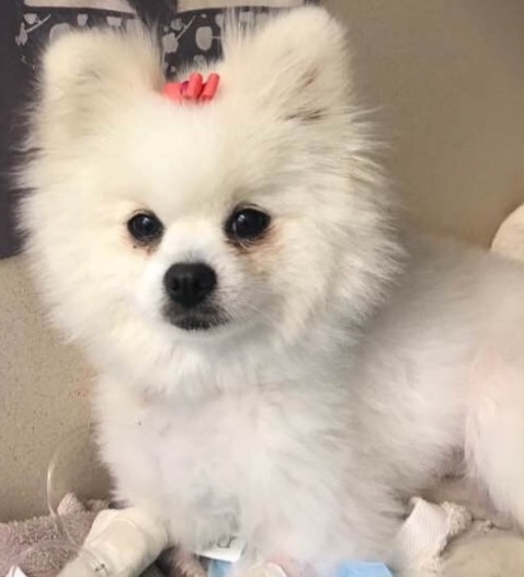 Fast action by emergency vets saved this miniature Pomeranian, Pandora, from microcystin poisoning