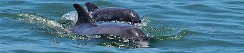 Dolphins800x175.jpg
