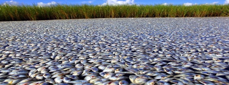 Florida_Bay_Fishkill.jpg