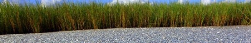 Bullsugar.org voters may have changed Florida's future