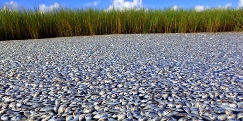 National fishing conservation groups have actually supported politicians working to undermine water quality standards in Florida