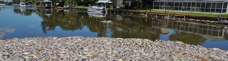 Fish Kill, IRL