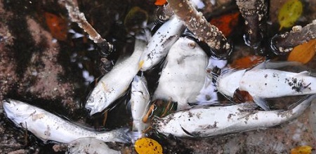 Fish Kill, Brevard County