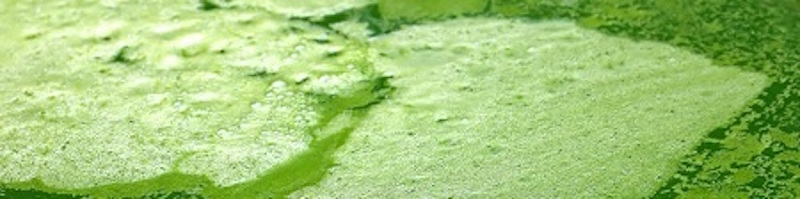 Green-Algae-Water_800.jpg