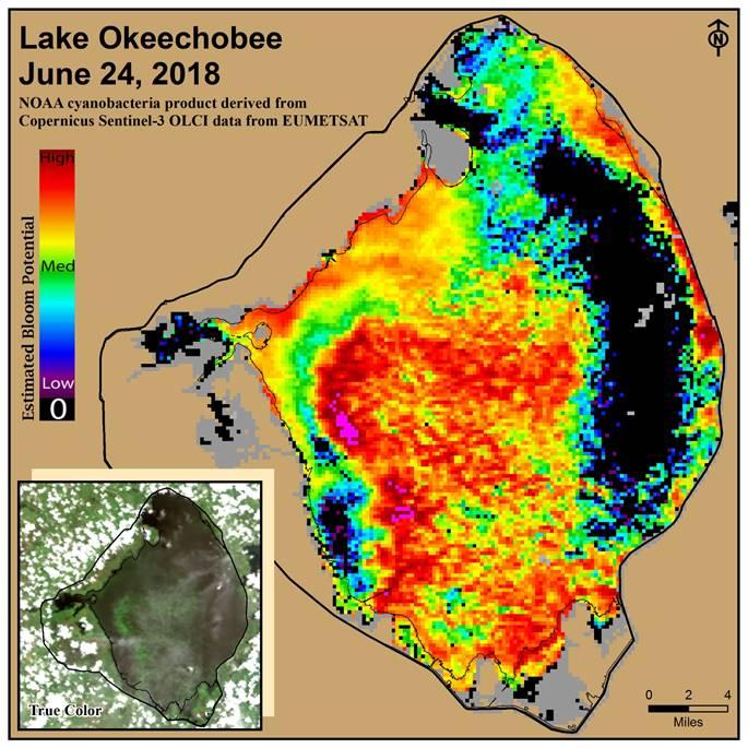 Cyanobacteria blooms cover most of Lake Okeechobee