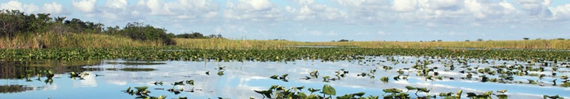 NPCA_lilies_800.jpg