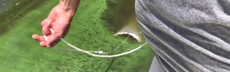 ALS researchers sampling toxic algae in the St. Lucie, July 16