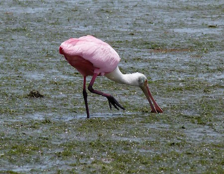 Spoonbill_feeding_in__Sea_Grass_06-2011.jpg