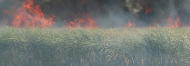 When the sugarcane industry is your neighbor, smoke is part of everyday life. So is asthma.