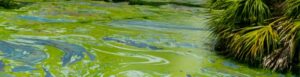 Cyanobacteria Outbreak, 2018